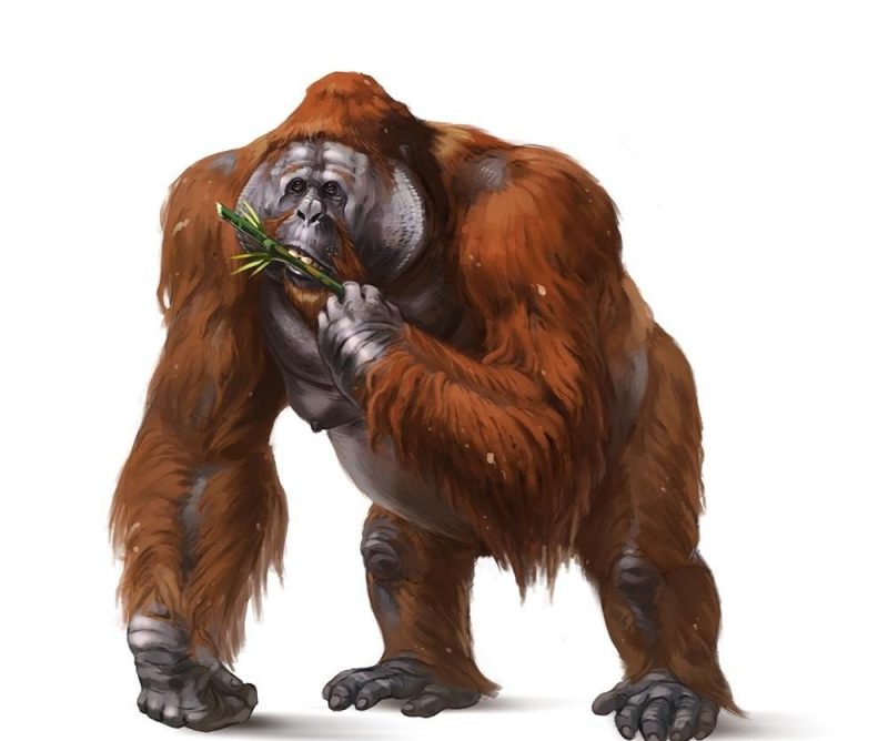 Gigantopithecus tồn tại trên Trái Đất từ sáu triệu đến 200.000 năm trước