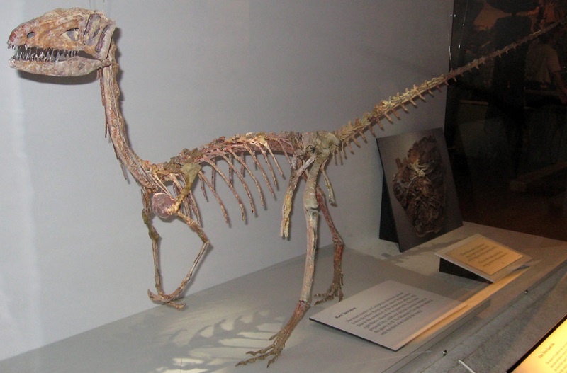 Bộ xương khủng long Coelophysis