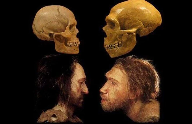 So sánh hộp sọ Homo sapiens ( bên trái) và người Neanderthal ( bên phải)