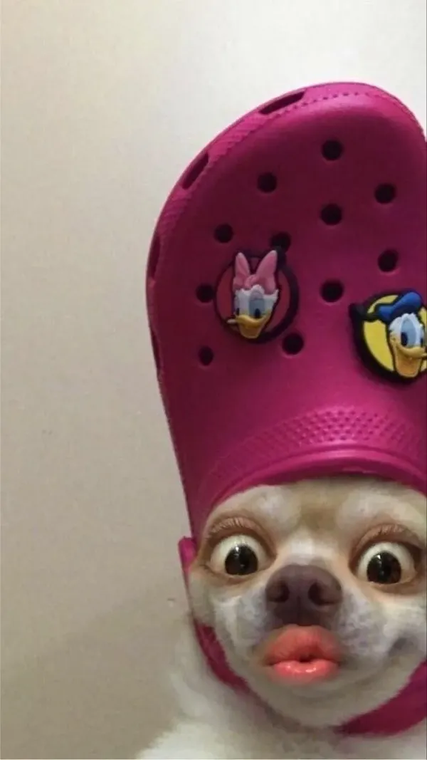 ảnh meme vô tri chú chó đội dép