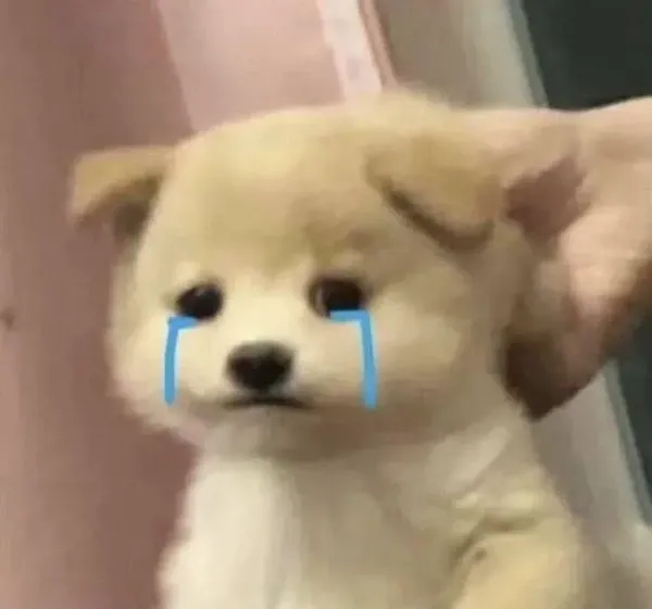 ảnh meme vô tri cún con