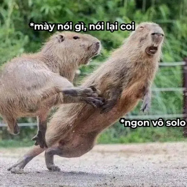 capybara meme đánh nhau 