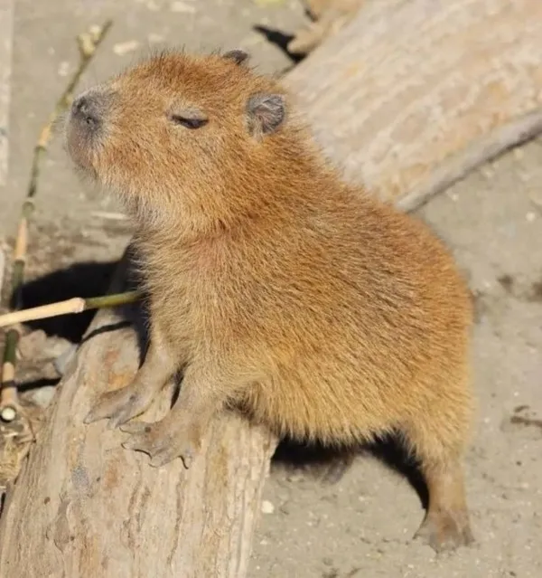 capybara meme dễ thương 