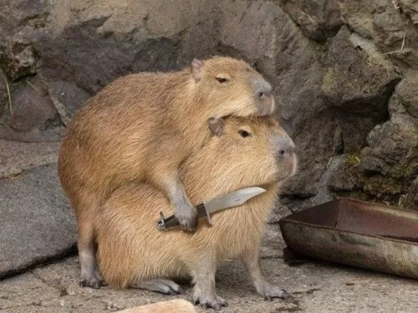 capybara meme dí dao 