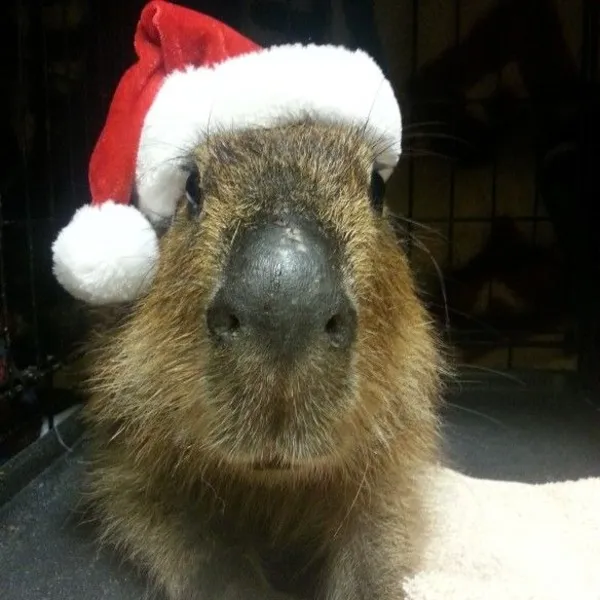 capybara meme đội mũ noel 