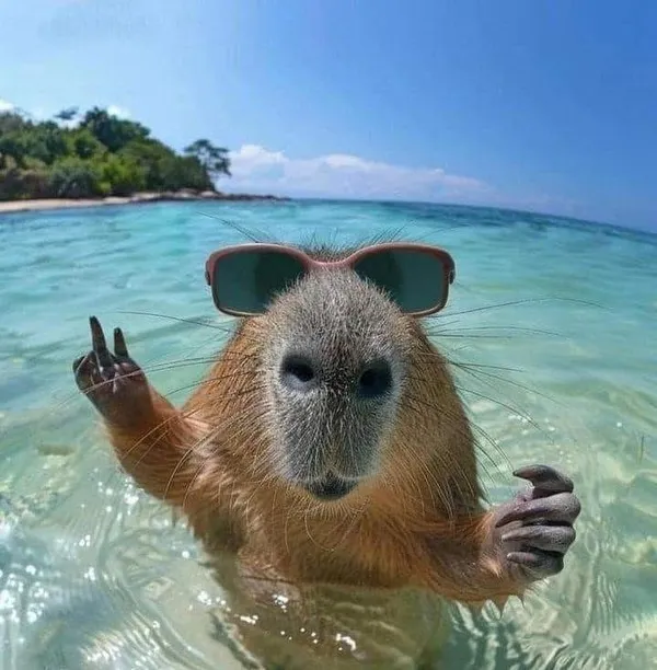 capybara meme ngầu tắm biển 