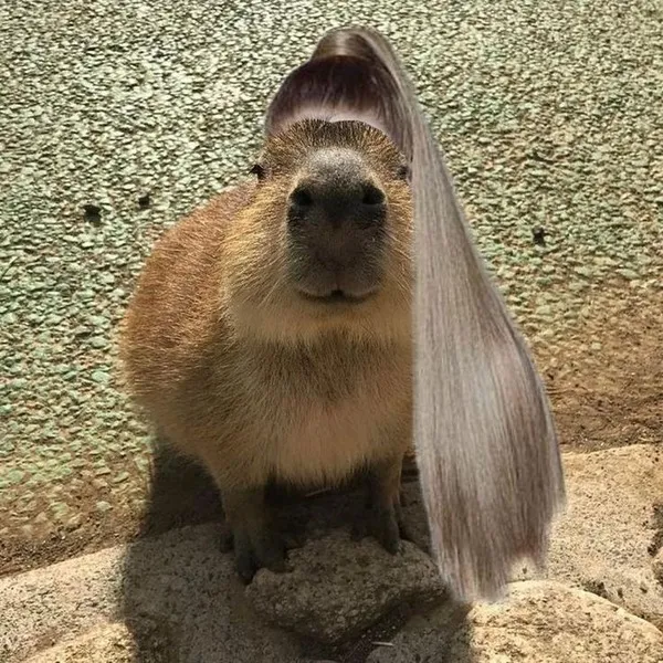 capybara meme đội tóc giả 