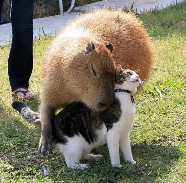 capybara meme và mèo 