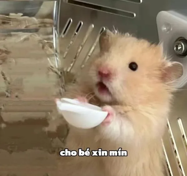 hamster meme cho bé xin miếng 