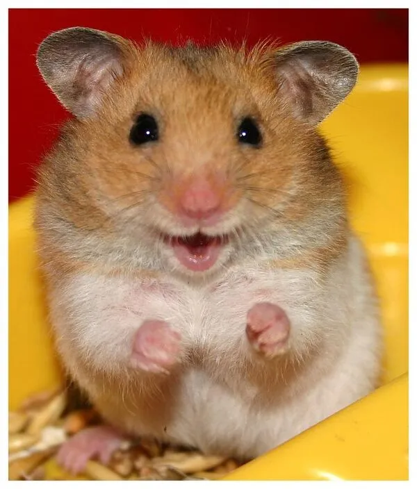 hamster meme đáng yêu 