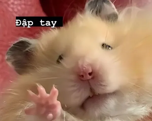 hamster meme đập tay 