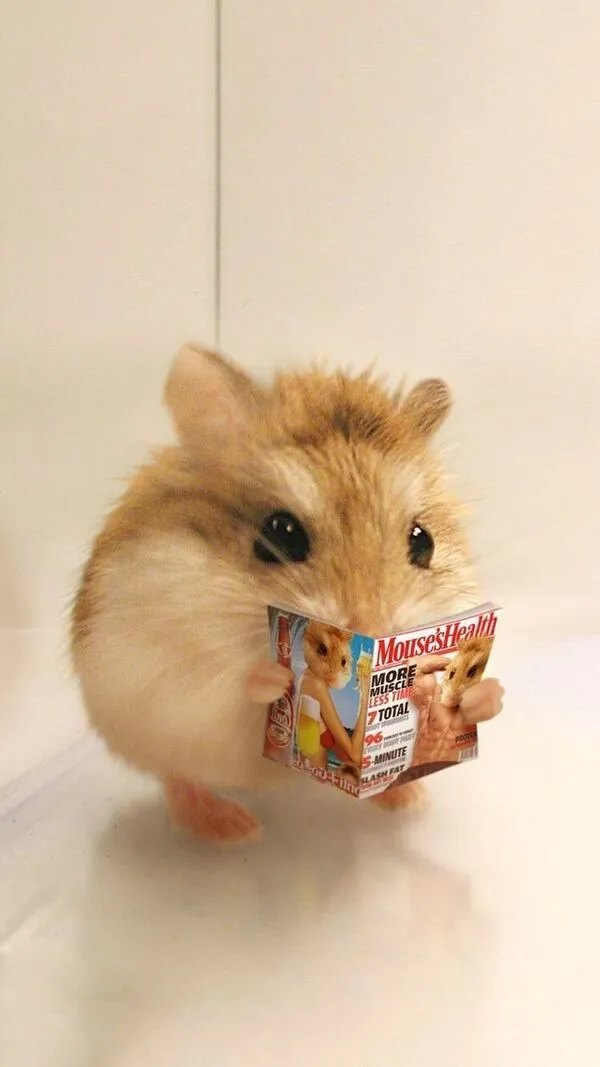 hamster meme đọc sách