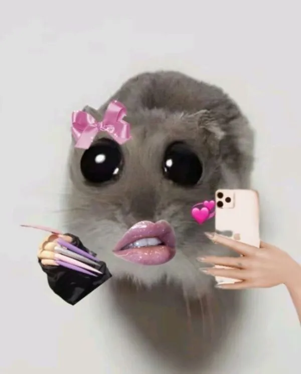 hamster meme hài hước 