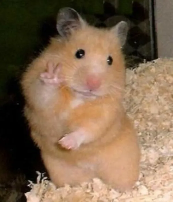 hamster meme hi 