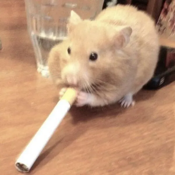 hamster meme hút thuốc 