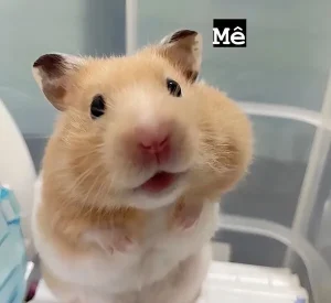 hamster meme