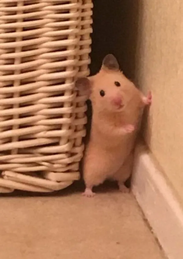 hamster meme ngộ nghĩnh 