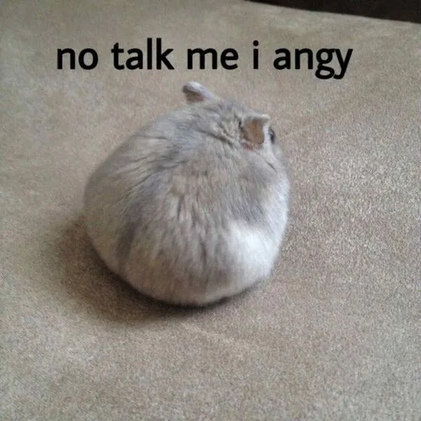 hamster meme no talk me