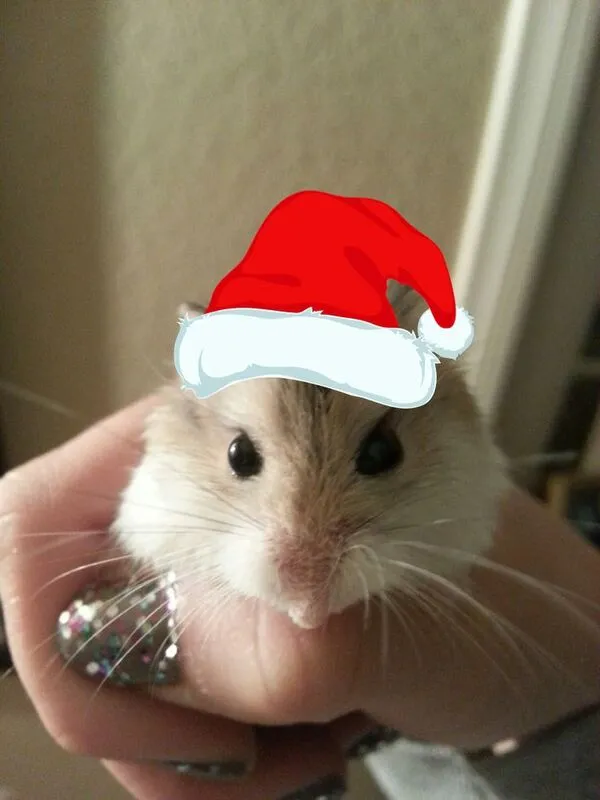 hamster meme noel 