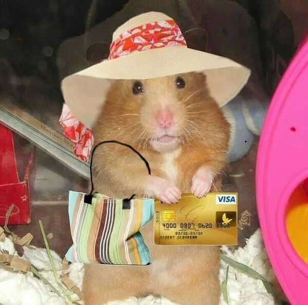 hamster meme quý bà 