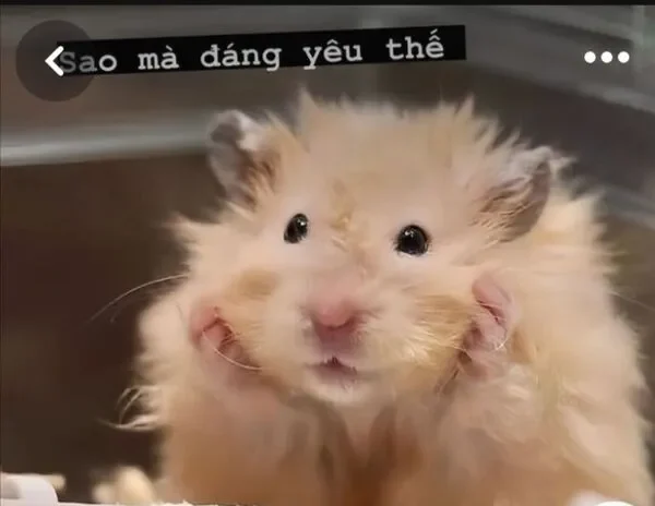 hamster meme sao à đáng yêu thế 