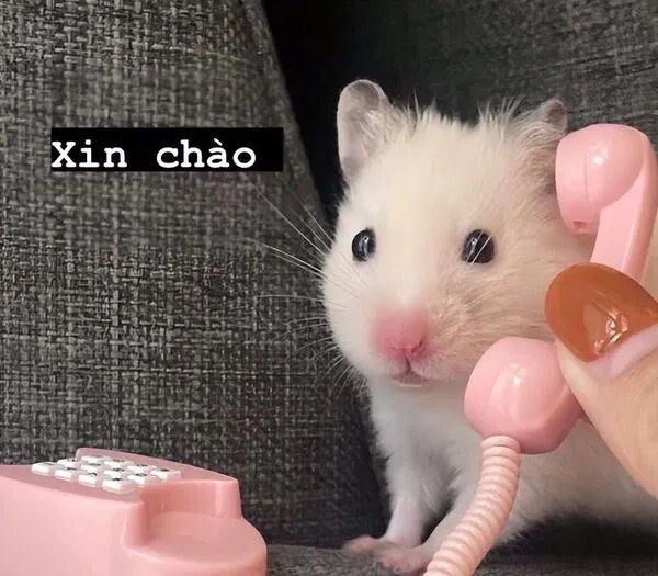 hamster meme xin chào 