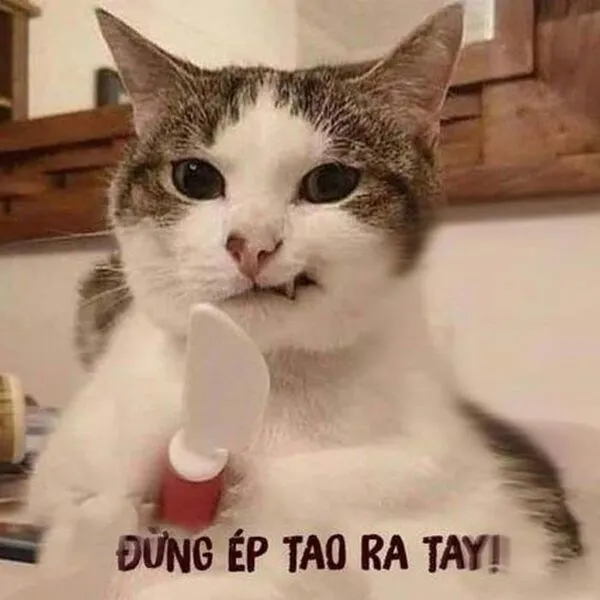 meme cầm dao đừng éo tao 