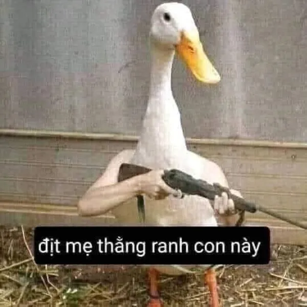 meme cầm súng chú vịt 