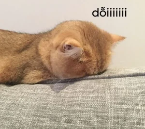 Tổng hợp 188+ meme dỗi đáng yêu nhất mạng xã hội