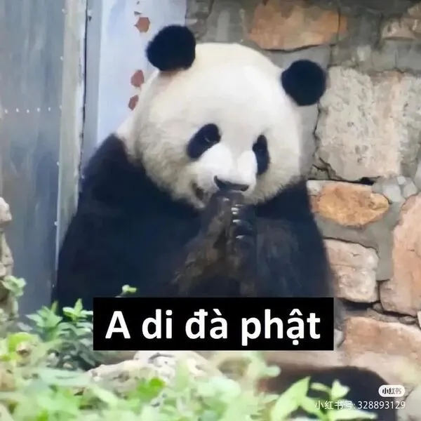 meme gấu trúc a di đà phật 