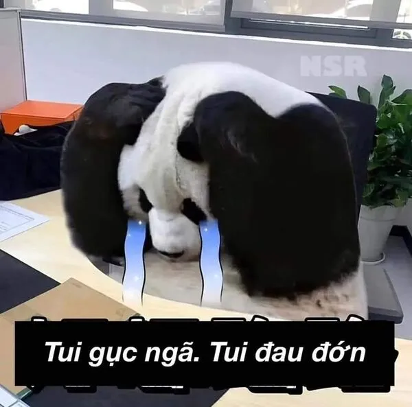 meme gấu trúc tui gục ngã 