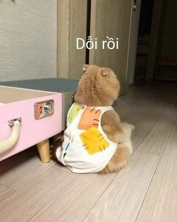 meme mèo dỗi rồi 