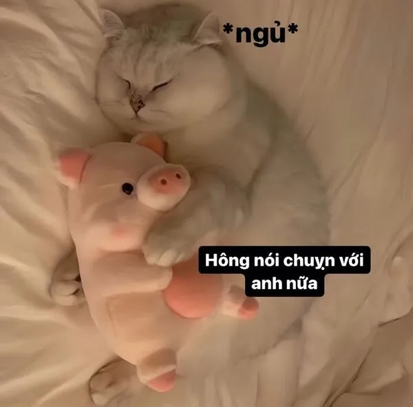 meme mèo ngủ 