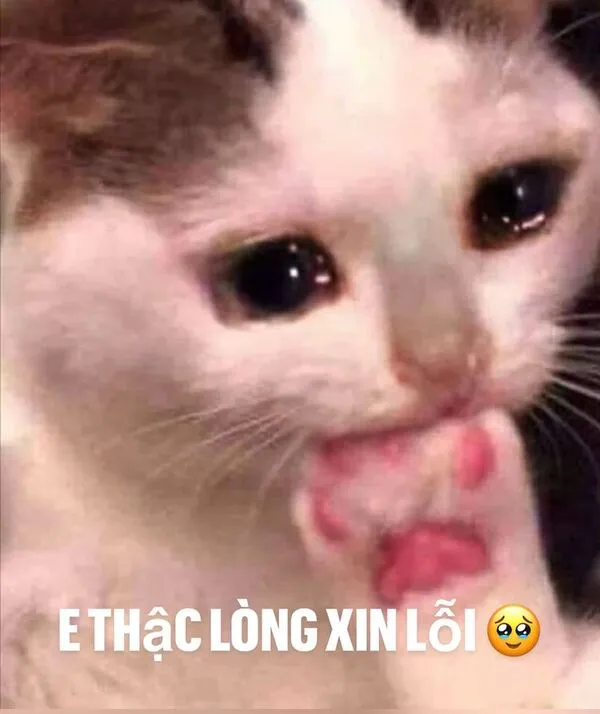 meme mèo xin lỗi 