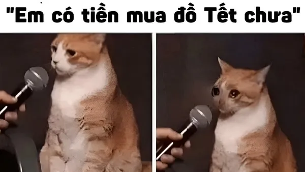 meme tết có tiền sắm tết chưa 