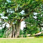 Chiến khu Tân Trào