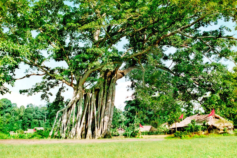 Chiến khu Tân Trào