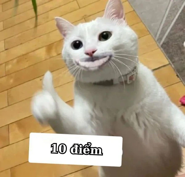 meme 10 điểm mèo (4)