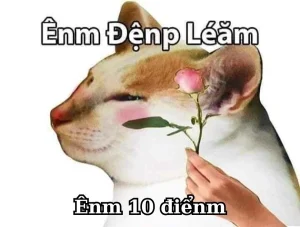 101+ meme 10 điểm hài hước – Cười thả ga cùng cộng đồng mạng