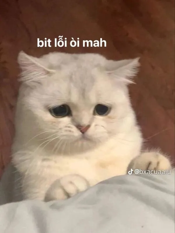 meme xin lỗi biết lỗi rồi mà 