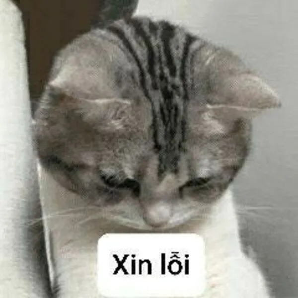 meme xin lỗi cute 