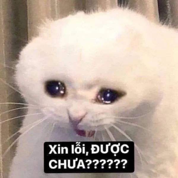 meme xin lỗi được chưa 