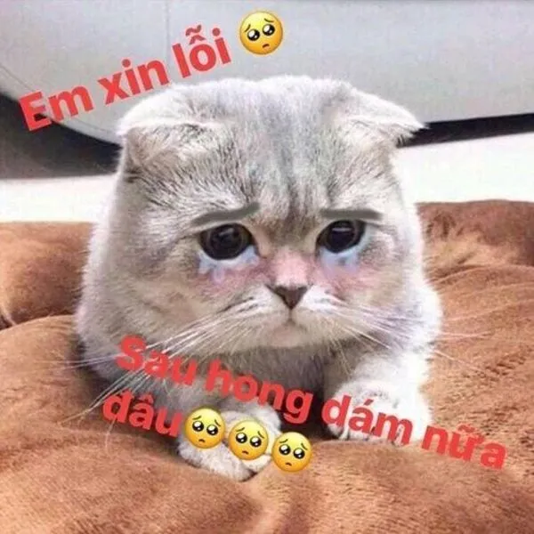 meme xin lỗi mèo 