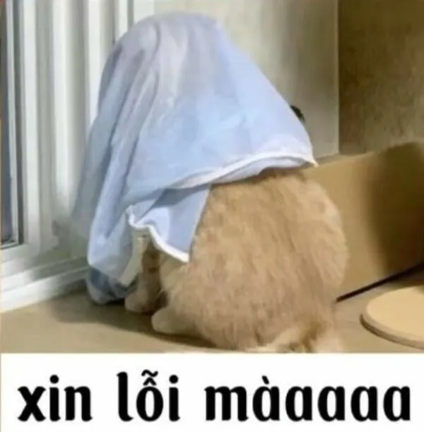 meme xin lỗi mà 