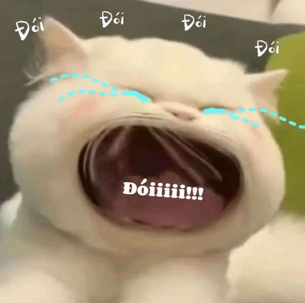 Ảnh meme cute lầy lội