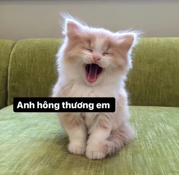 Ảnh meme cute ngáo ngơ siêu lầy