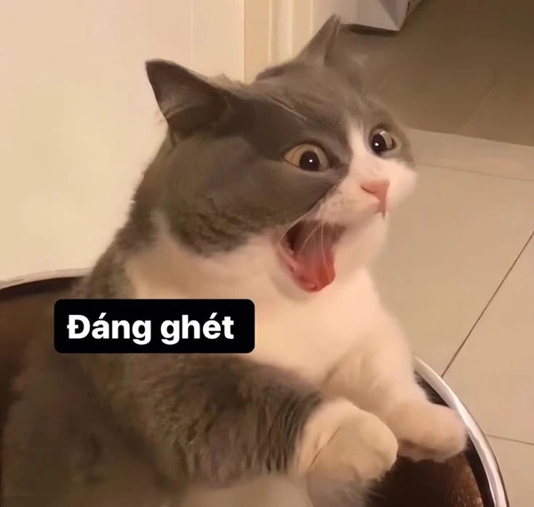 Hình ảnh meme cute ngây thơ vô số tội