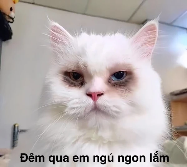 Hình meme cute cười banh nóc