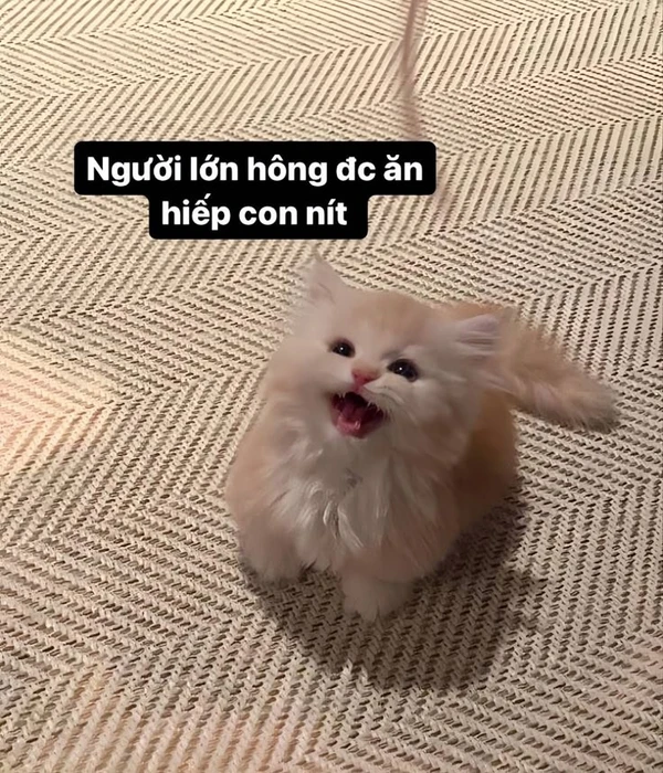 Hình meme cute lém lỉnh