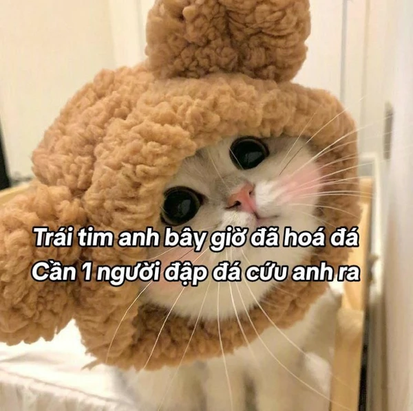 Hình meme cute troll bạn bè cực vui